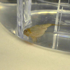 An Adult Triops